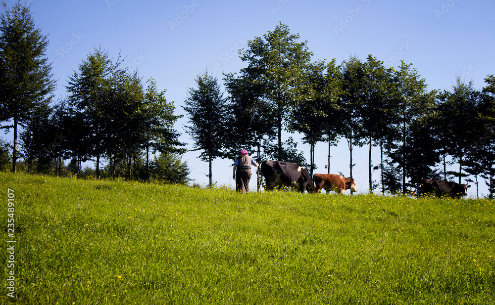 View of a traditional woman, cows, trees and grass field at high plateau reflecting culture. The image is captured in Trabzon/Rize area of Black Sea region located at northeast of Turkey. View of a traditional woman, cows, trees and grass field at high plateau reflecting culture. The image is captured in Trabzon/Rize area of Black Sea region located at northeast of Turkey.