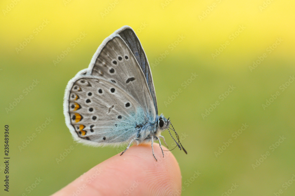 Common blue butterfly on finger. Polyommatus amandus on man finger. Common blue butterfly on finger. Polyommatus amandus on man finger.
