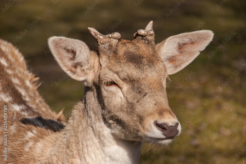 Damhirsch mit Geweih-Knospen