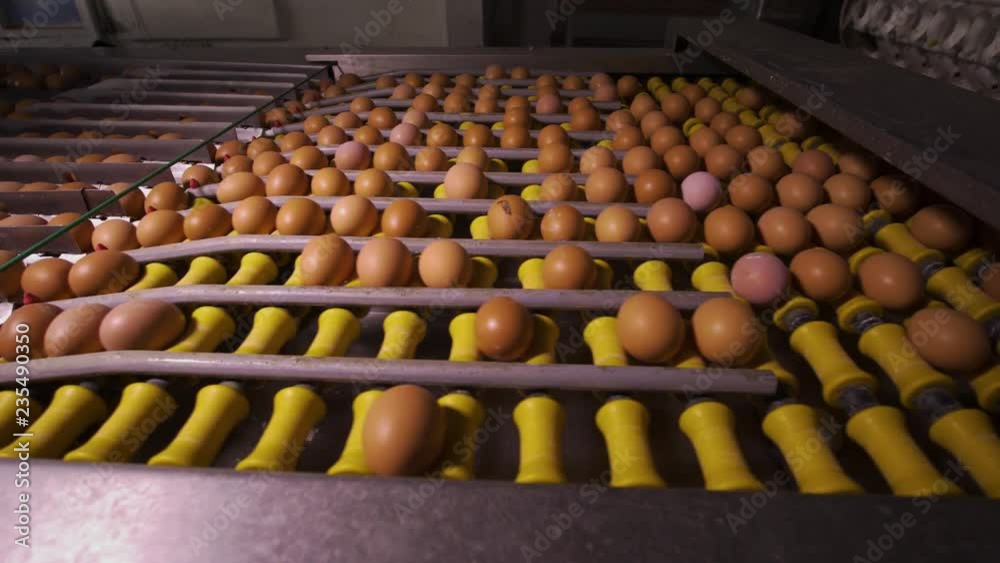 Chicken Egg Moves on the Conveyor at the Poultry Farm Chicken Egg Moves on the Conveyor at the Poultry Farm
