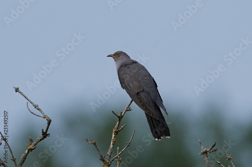 Common cuckoo (Cuculus canorus)