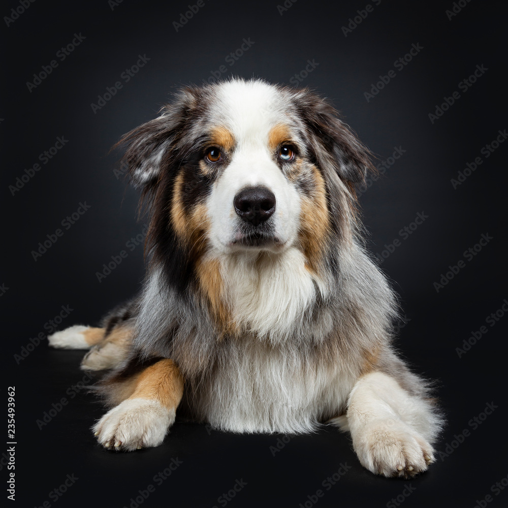 Handsome Australian Shepherd dog laying front view looking straight at camera with brown and blue spotted eyes. Mouth closed. Isolated on black background.