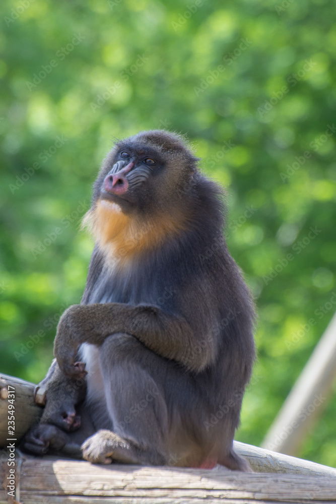 Obraz premium Peaugres