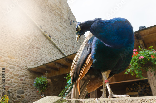 Portrait of a peacock standing on a stone fence photo