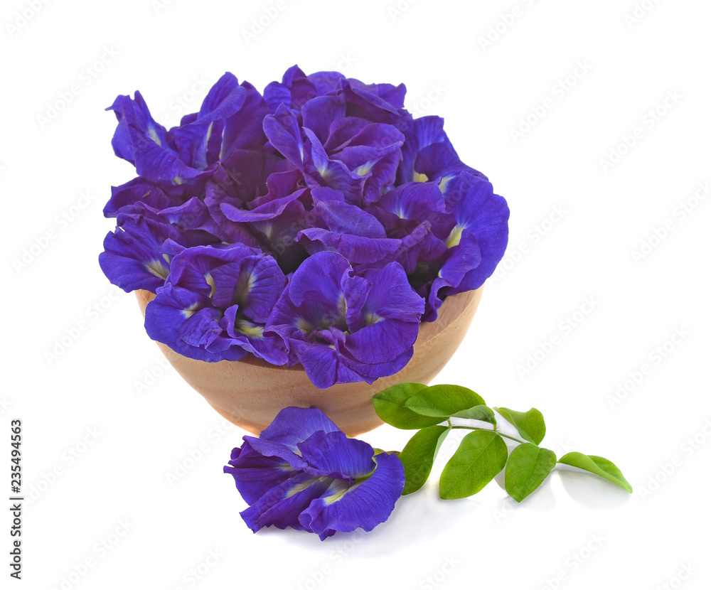 Obraz premium Clitoria ternatea or Aparajita flower isolated on white background