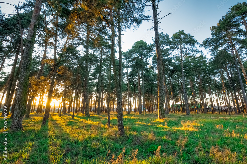 Obraz premium Spring landscape with pine trees at sunset