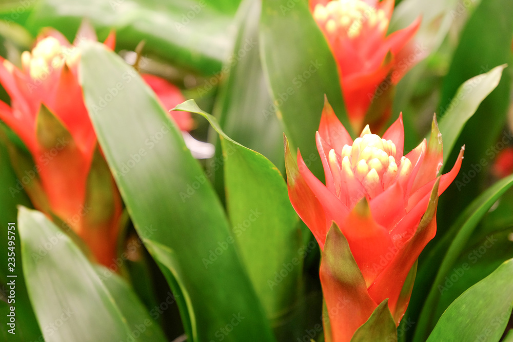 Top view of a beautiful pink petal of green leaves flowers on a background of large green leaves. Top view of a beautiful pink petal of green leaves flowers on a background of large green leaves.