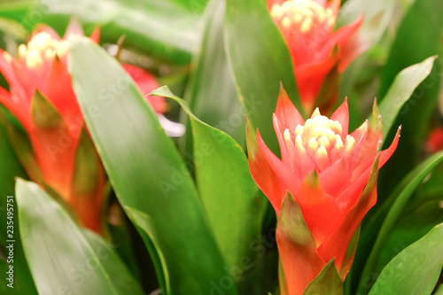 Top view of a beautiful pink petal of green leaves flowers on a background of large green leaves.