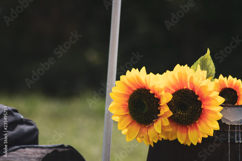 Fototapeta Naklejka Na Ścianę i Meble -  girasoli
