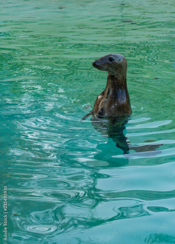 Fototapeta premium seal swimming in the water