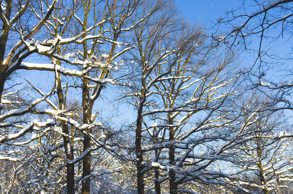 Snow-covered Park on a clear day at sunset. Snow-covered Park on a clear day at sunset.