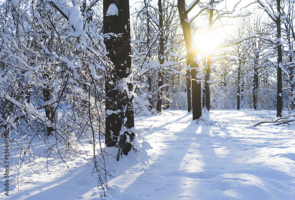 Fototapeta premium Snow-covered Park on a clear day at sunset.