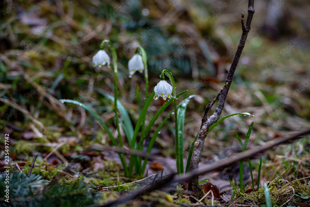 wet ground with autumn crocus in the rain