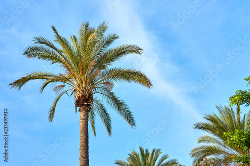            Palm tree against a blue cloudy sky in daylight.                     