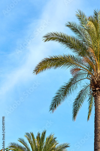            Palm tree against a blue cloudy sky in daylight.                     