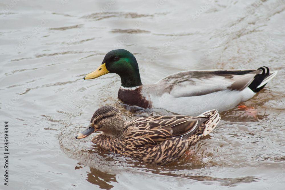 Fototapeta premium A beautiful pair of ducks with bright plumage floating next to each other in the waters of the pond and staring sharply towards the shore