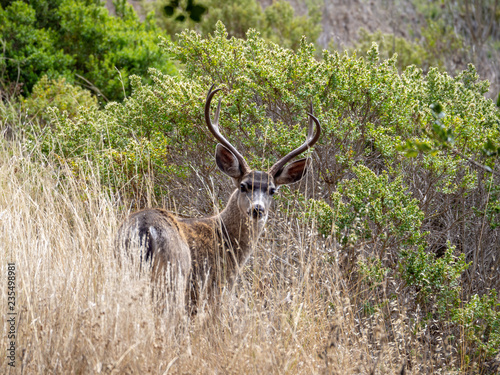 Young buck in the grass