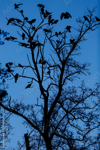 Silhouette of a tall tree with sitting birds against the blue sky at night