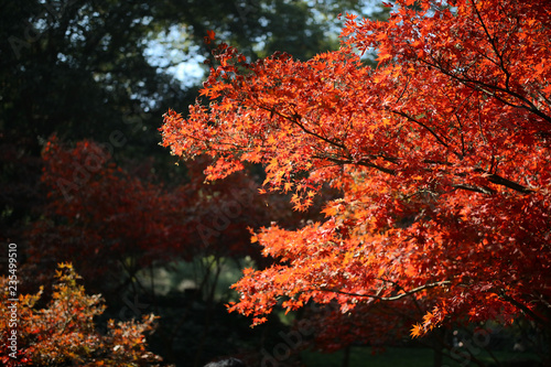  Chinese red maple leaves