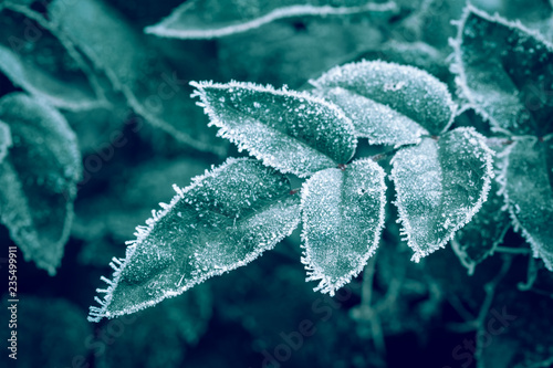 Leaves covered with hoarfrost and snowflakes on a frosty winter day. Green toned image