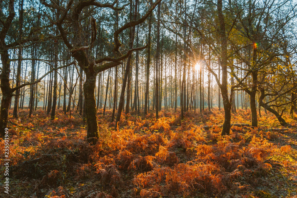 Obraz premium autumn in the forest