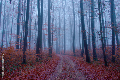 autumn forest road in the fog