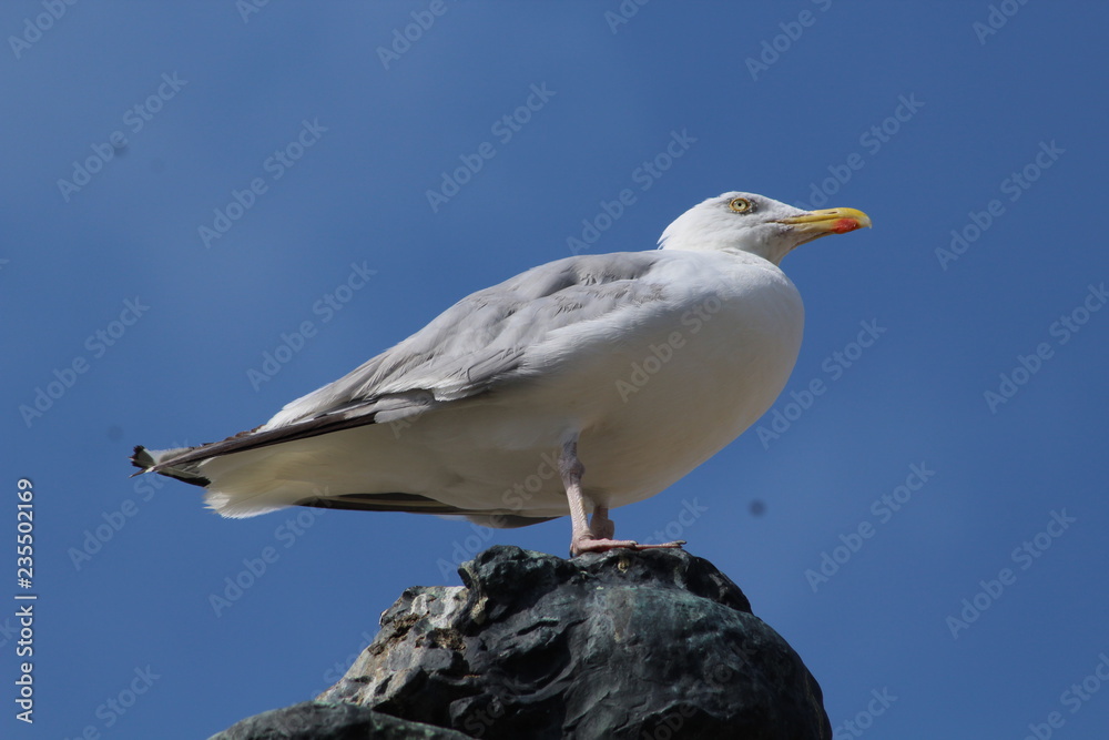OISEAUX MARINS DE LA COTE BRETONNE - SAINT MALO OISEAUX MARINS DE LA COTE BRETONNE - SAINT MALO