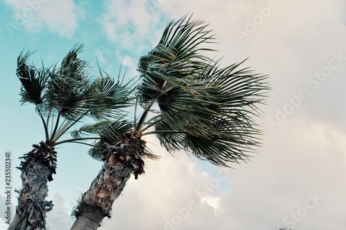 Фотография minimal graphic concept picture of palm trees in strong winds in front of storm