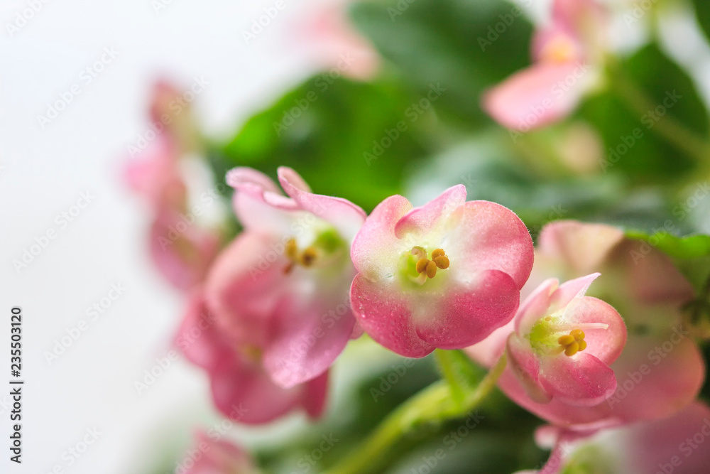 Flowering Saintpaulias, commonly known as African violet. Mini Potted plant. A dark background. Flowering Saintpaulias, commonly known as African violet. Mini Potted plant. A dark background.