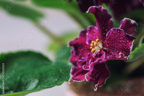 Flowering Saintpaulias, commonly known as African violet. Mini Potted plant. photo