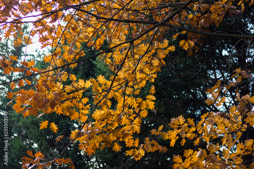 Yellow and brown leaves on tree branches in forest on autumn season. Nature, woods in fall