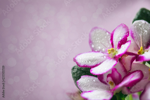 Flowering Saintpaulias  commonly known as African violet. Mini Potted plant. A dark background.