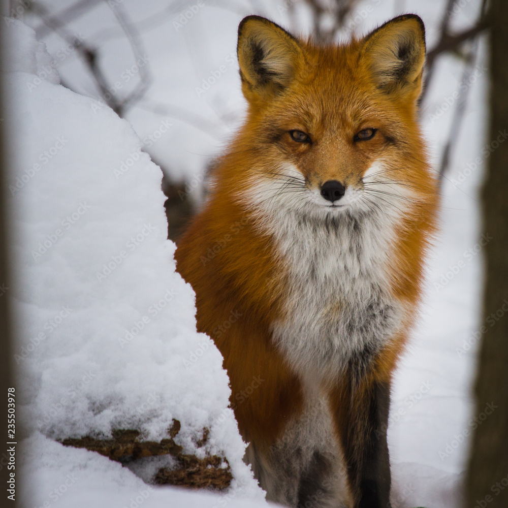 red fox on a snow background