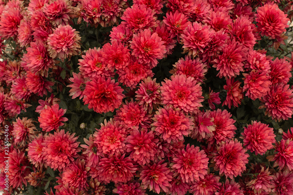 Red chrysanthemum flower background. Flower texture. Red chrysanthemum flower background. Flower texture.