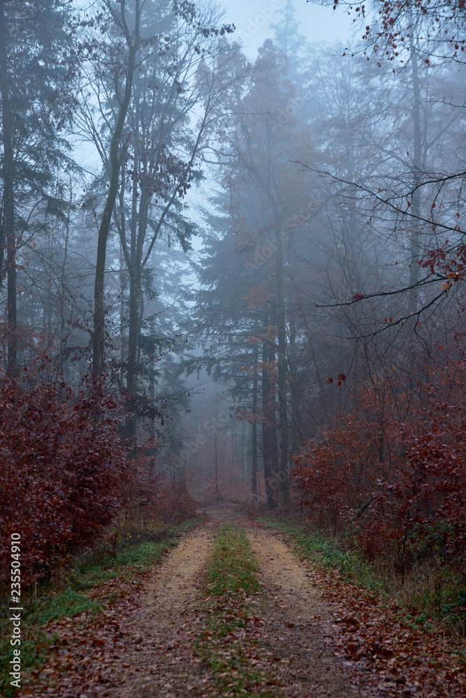 Naklejka premium autumn forest road in the fog
