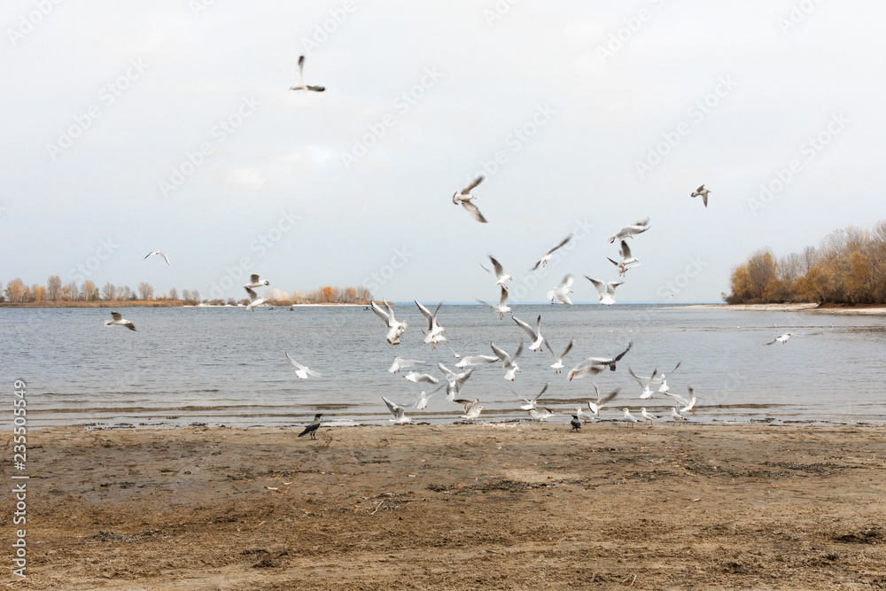 Obraz premium Seagulls are flying above the sea. Sea birds. Seascape.