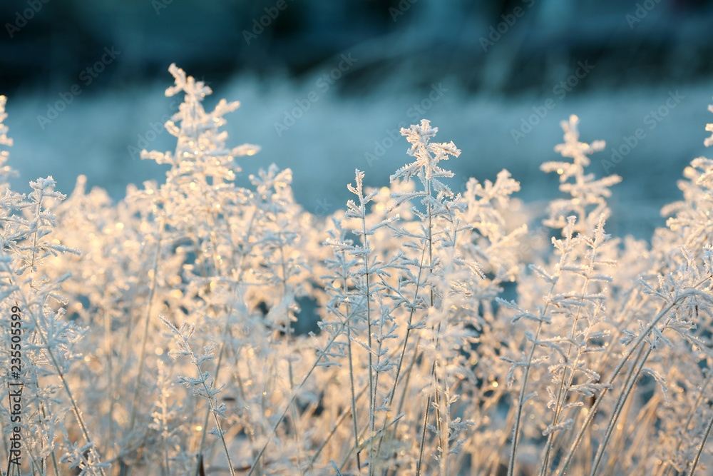 Frozen grass