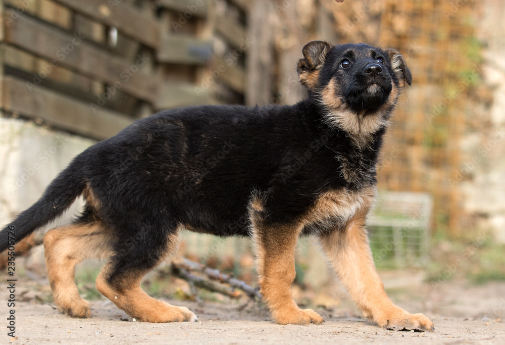 German Shepherd puppy outdoors German Shepherd puppy outdoors