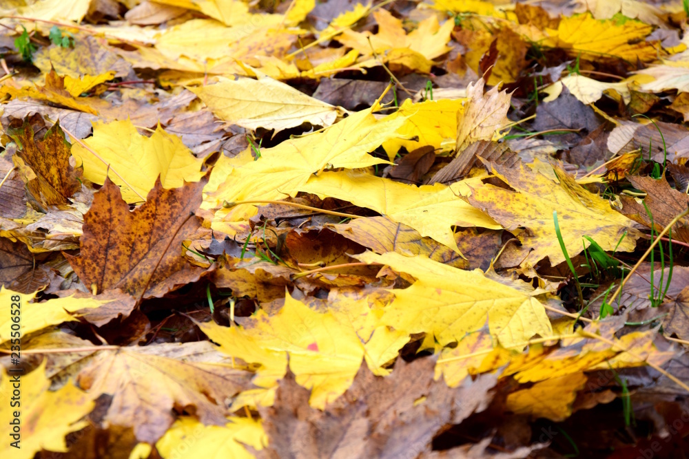 Gelbe und braune Herbstblätter liegen am Boden Gelbe und braune Herbstblätter liegen am Boden