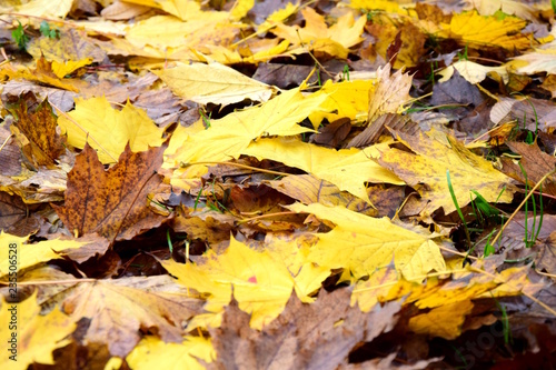 Gelbe und braune Herbstblätter liegen am Boden