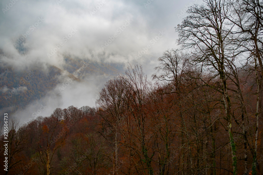 mountains and autumn forest in clouds and fog mountains and autumn forest in clouds and fog