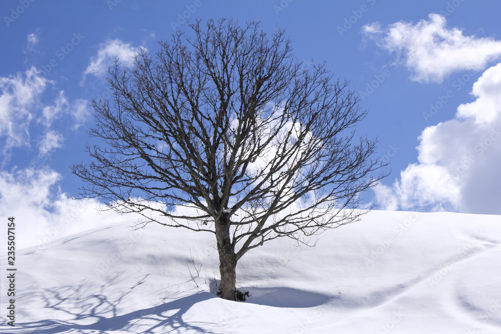 Freestanding tree on winter field and blue sky Freestanding tree on winter field and blue sky