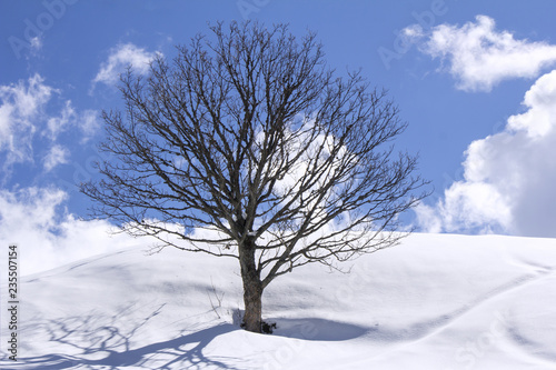 Freestanding tree on winter field and blue sky