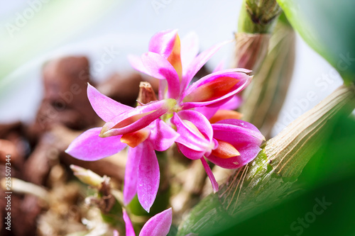 Beautiful orchid flowers Dendrobium, a species of Hibiki. Tropical orchids in full bloom photo