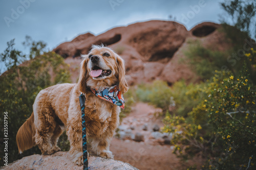 Golden spaniel mix dog hiking on rocks