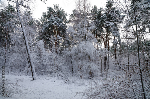 Winter snow forest. Snow lies on the branches of trees. Frosty snowy weather. Beautiful winter forest landscape.