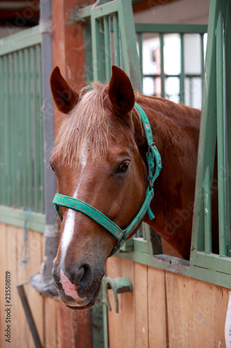 Fototapeta Naklejka Na Ścianę i Meble -  Close up of a thoroughbred horse in stable at rural horse stud farm indoors