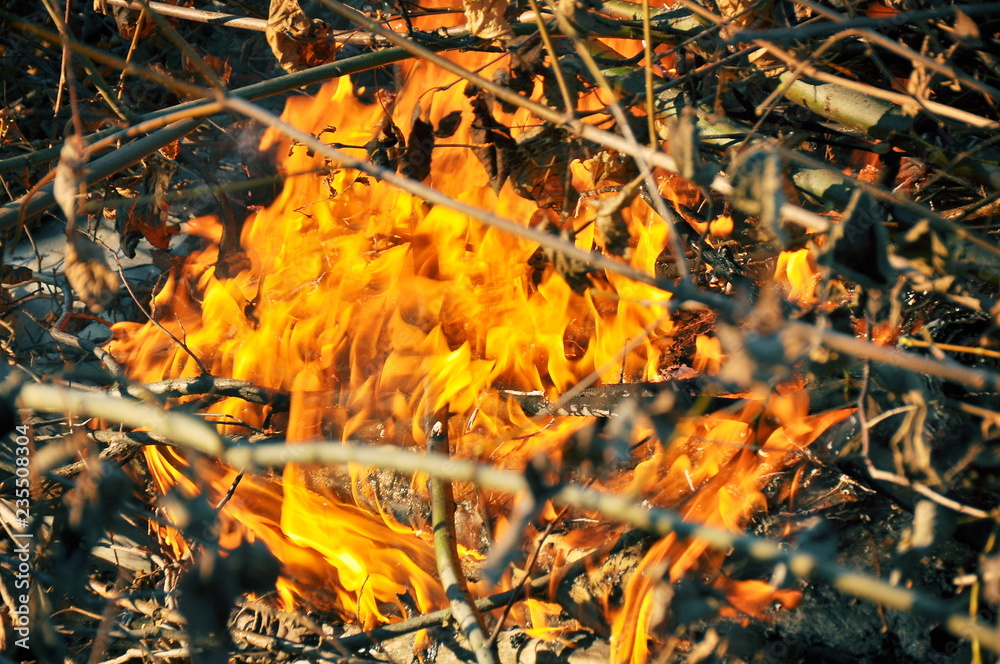 Branches, flames and coals. Close-up.