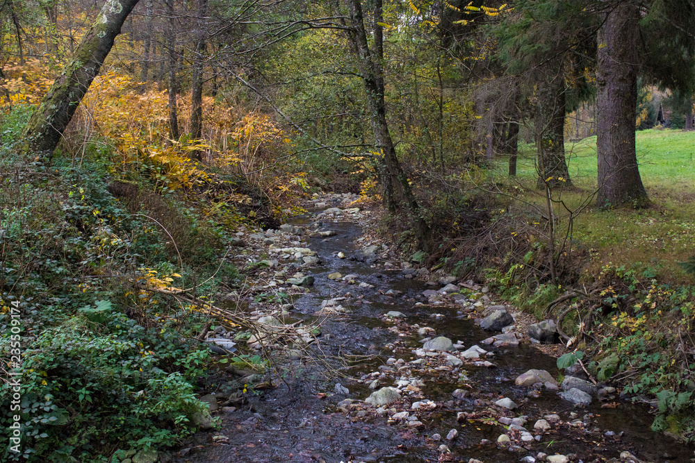 Fototapeta premium Forest Creek in Autumn