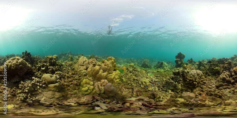 vr360 fish and coral reef at diving. underwater world with coral reef, tropical fish. Hard and soft corals. Indonesia